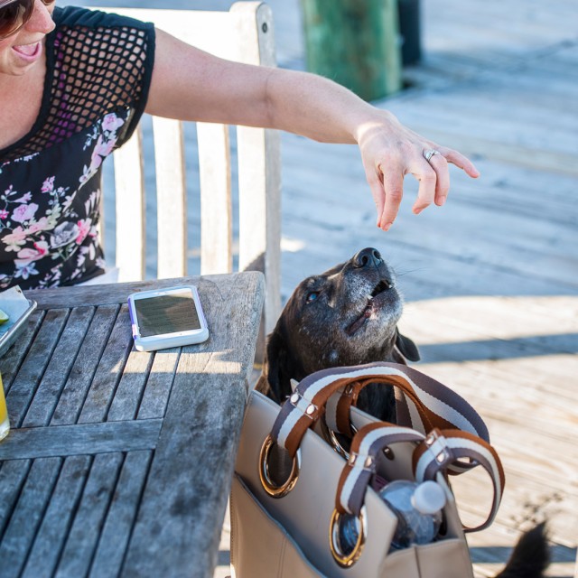 Savannah Dog Friendly